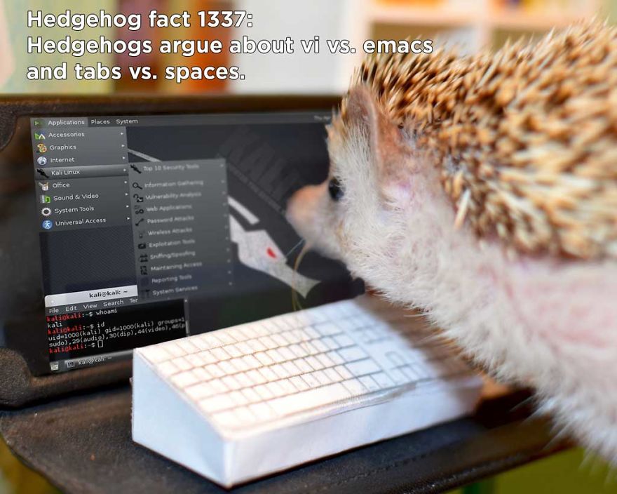 You Won't Believe These Twenty Amazing Facts About Hedgehogs The Government Doesn't Want You To Know