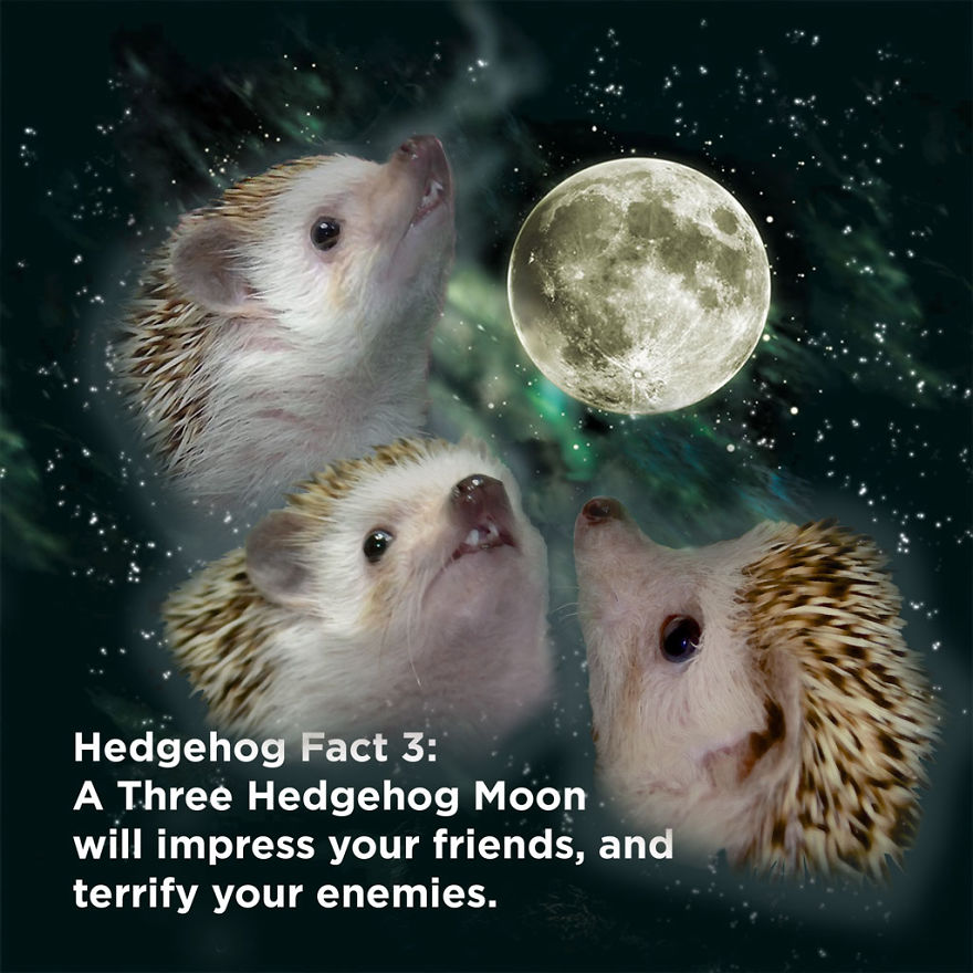 You Won't Believe These Twenty Amazing Facts About Hedgehogs The Government Doesn't Want You To Know