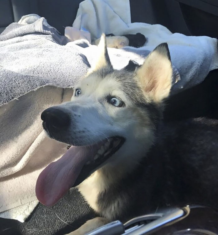 "I Have A Husky Giving Birth In The Back Of My Car. Please Don't Tell My Husband"