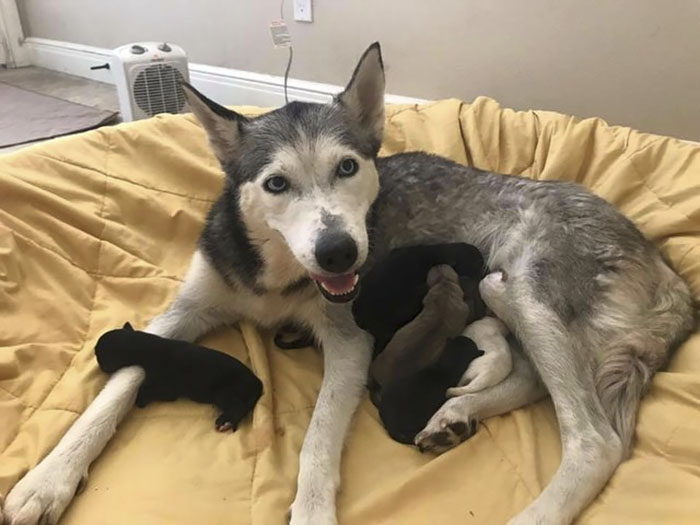"I Have A Husky Giving Birth In The Back Of My Car. Please Don't Tell My Husband"
