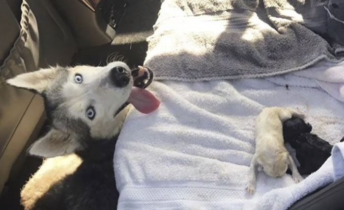 “I Have A Husky Giving Birth In The Back Of My Car. Please Don’t Tell My Husband”