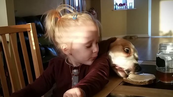 Clever Dog Uses Distraction Tactics To Steal Food
