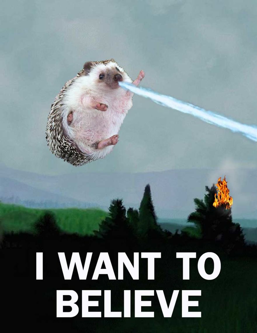 My Pet Hedgehog Has A Secret Life: Hedgezilla!