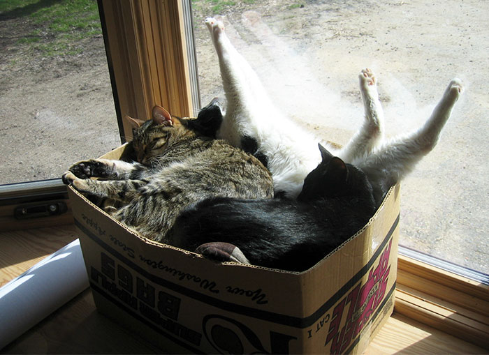 Turns Out, Cats Love Boxes So Much Because They Reduce Stress