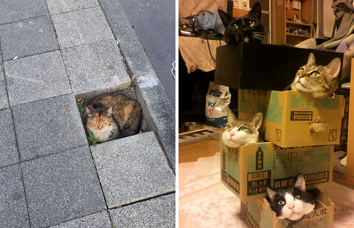 If It Fits, I Sits: Post Your Photos Of Cats Fitting Into The Tightest Spaces