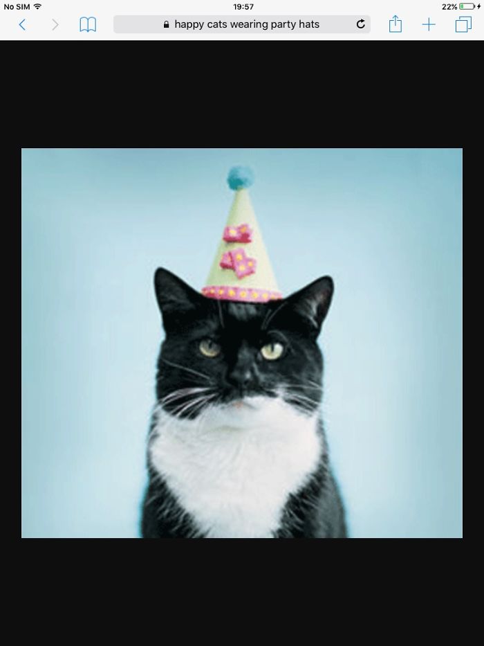 Cat In A Party Hat