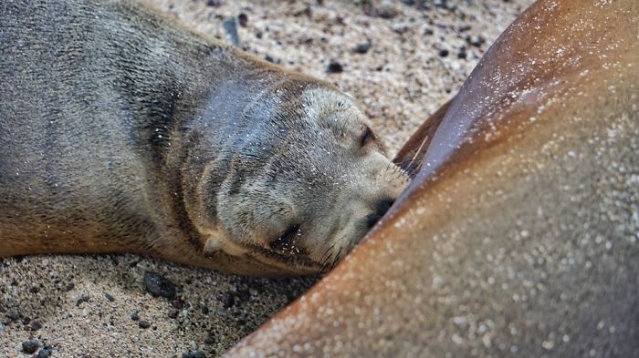My Photographs Of Sea Lions From My Week In The Galápagos