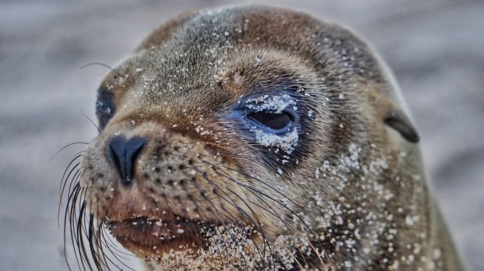 My Photographs Of Sea Lions From My Week In The Galápagos