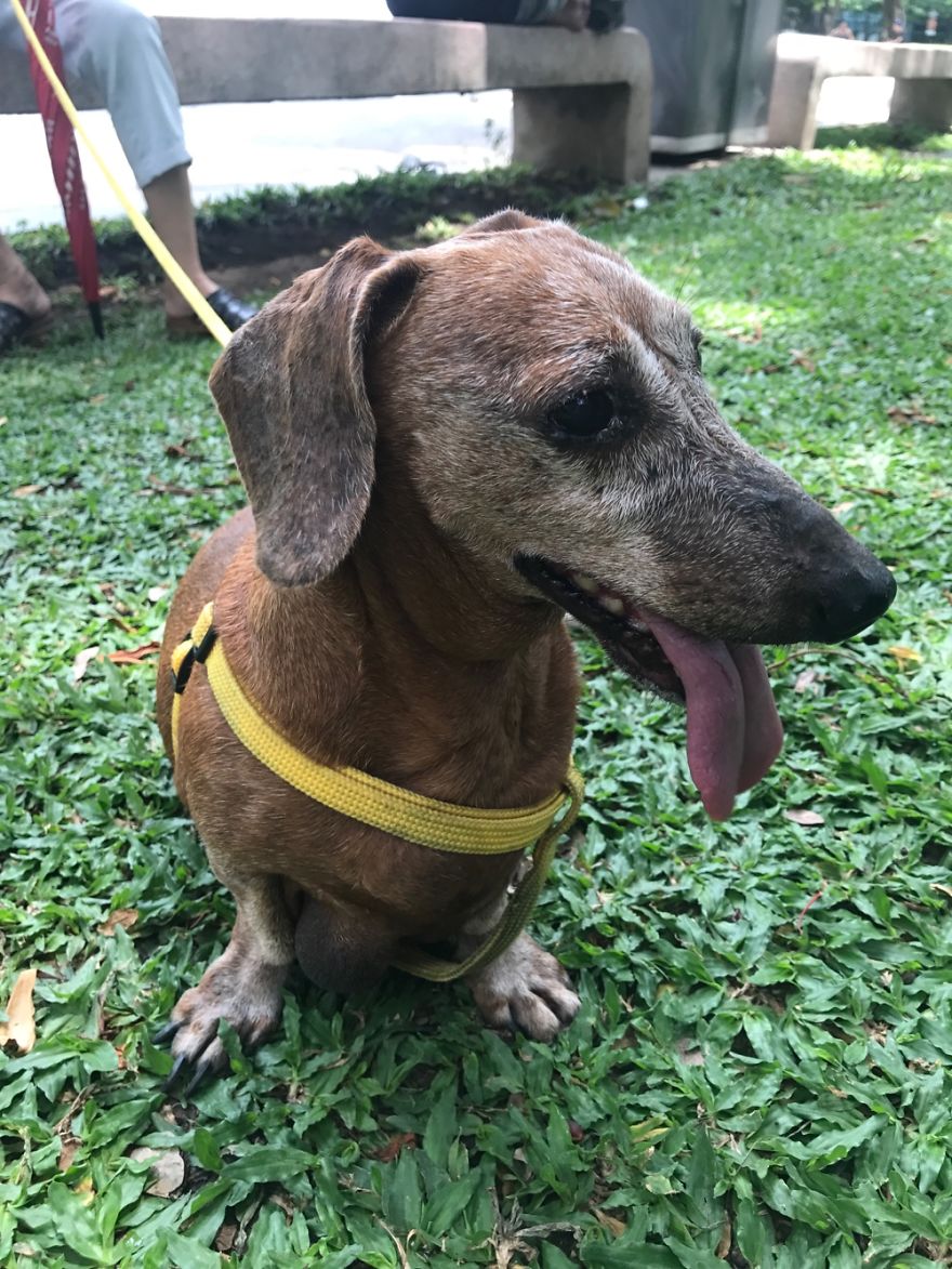Jumbo, A 13 Year Old Dachshund From Manila, Philippines 🤗