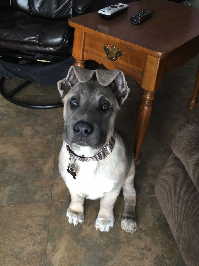 We Want To See Your Floppy Puppy Ears!
