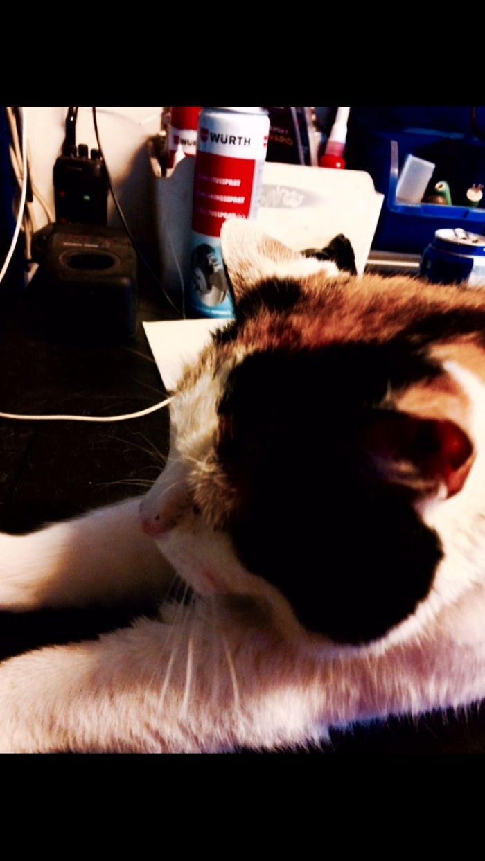 I Photographed My Thirteen Years Old Cat Named Misu.
