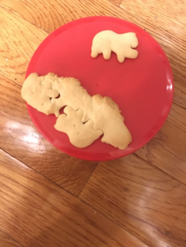 This Animal Cracker. What Kind Of Breeder Is Responsible For This?