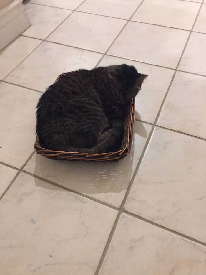 Chad In A Basket He Found On The Floor!