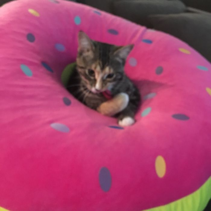 Millie In A Donut Hole