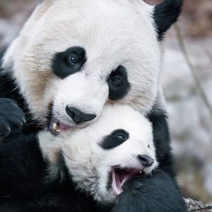 Mama Panda
