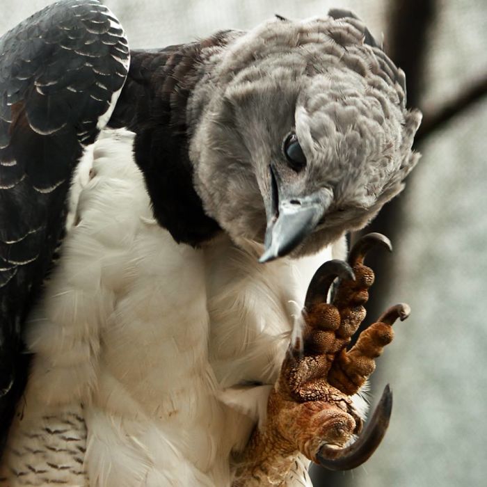 This GIANT Bird Is One Of The Largest In The World, And You Wouldn't Want To Mess With It