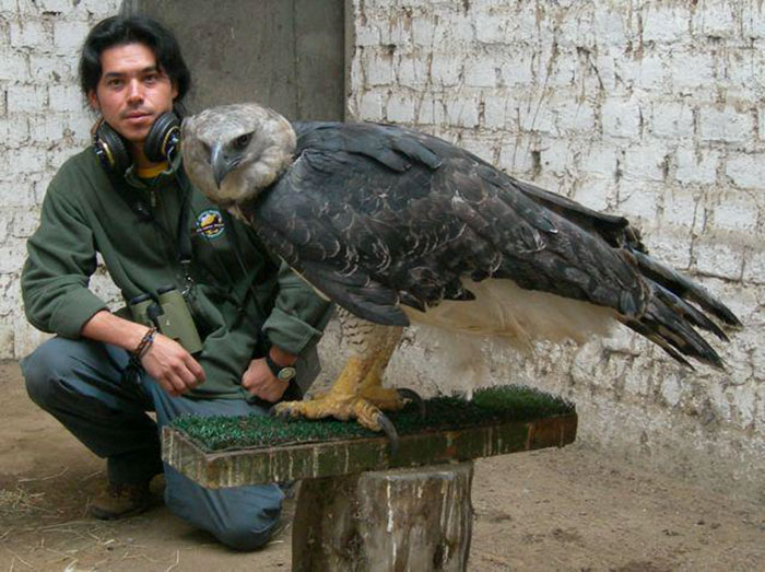 Meet The Fearsome Harpy, One of The Largest Eagles In The World