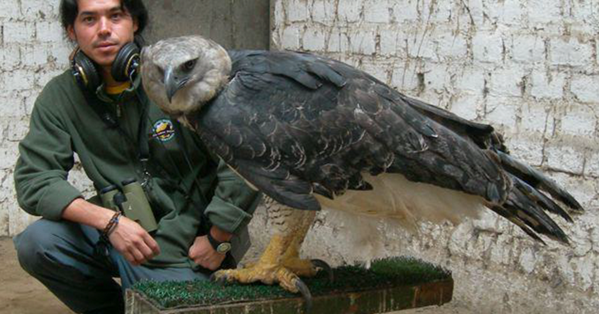 The Power Of The Eagle s Talons Nature s Master Predator New And Tips