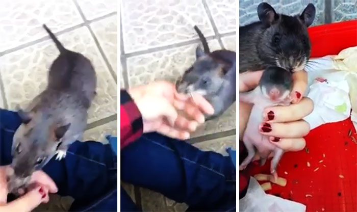 Giant Rat Drags Human By Her Hand To Show Her A Baby, And It’s The Most Adorable Thing You’ll See Today