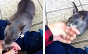 Esta rata enorme arrastra de la mano a su humana para mostrarle su cría, y es adorable