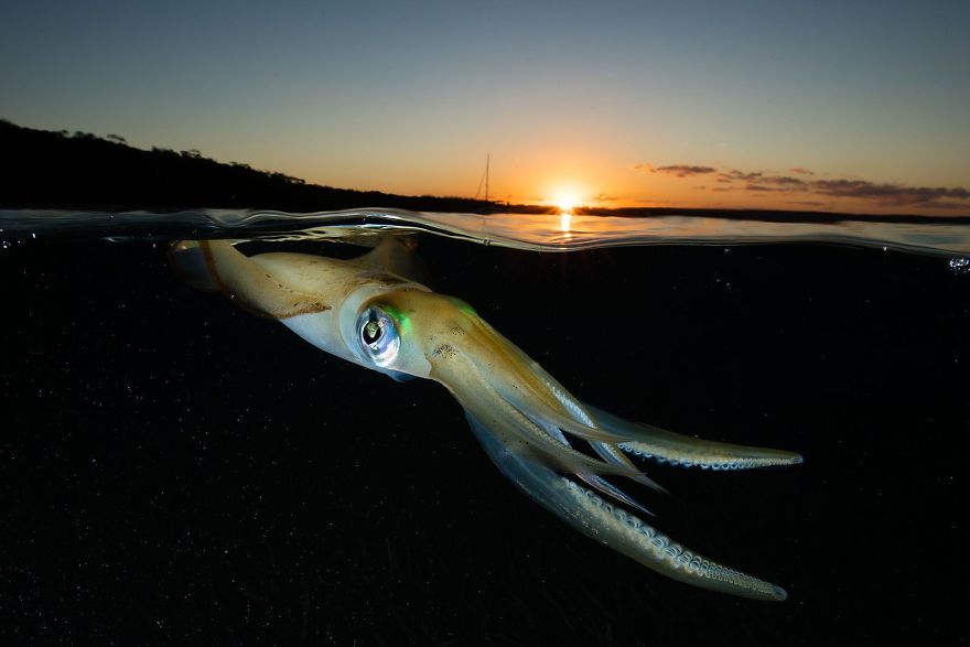 Southern Calamari Squid Sunset