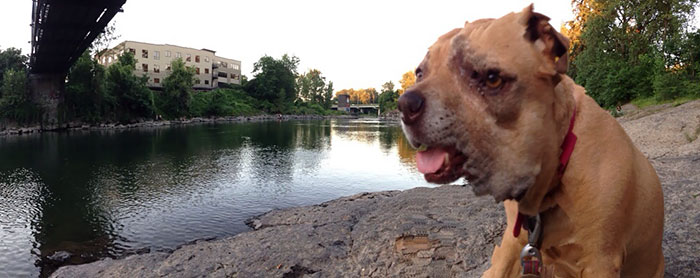 Tried To Take A Panoramic Picture With My Dog In It. Instead I Got Sloth From The Goonies Enjoying A Day At The River