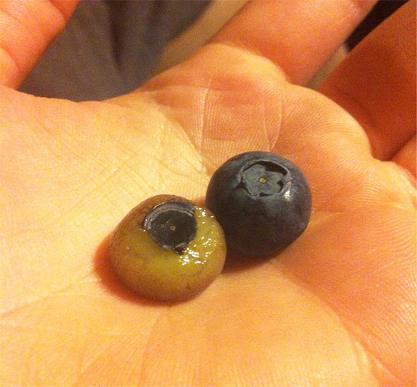 I Peeled The Skin Off A Blueberry