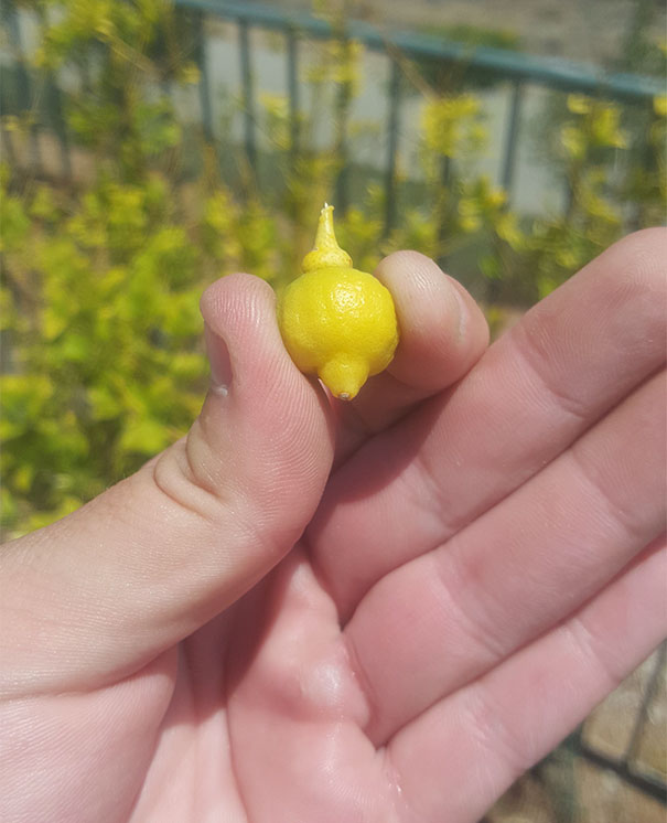 My Lemon Harvest Is Coming In Quite Nicely
