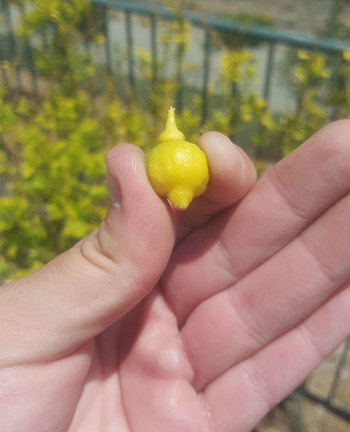 Mi cosecha de limones no va bien