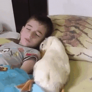 Duck And Its Human Wake Up