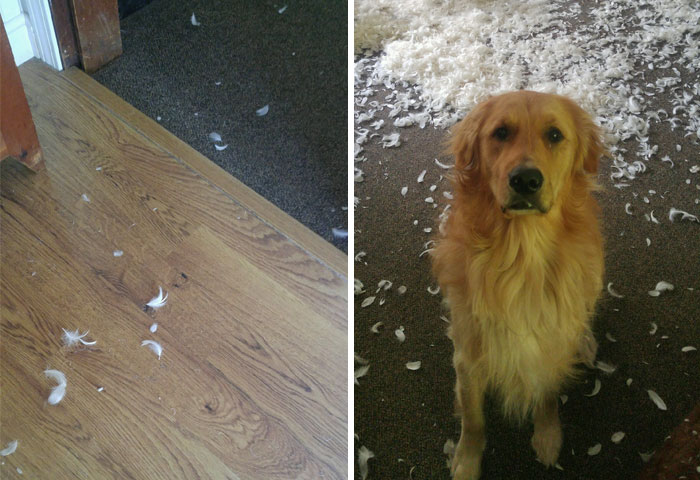 50 Of The Funniest I Woke Up To This” Moments That Have Ever Happened To Pet Owners”