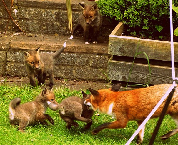 Woke Up To See These, A Fox And His Cubs Playing In My Garden