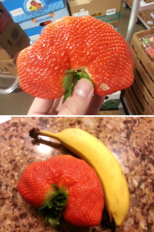 I Found This Strawberry At Work. I Have Named It Lord Berry King Of The Straws. Banana For Scale