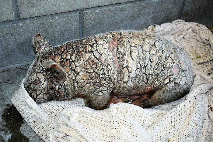 Dying Piglet Abandoned At Shelter Goes Through Miraculous Transformation