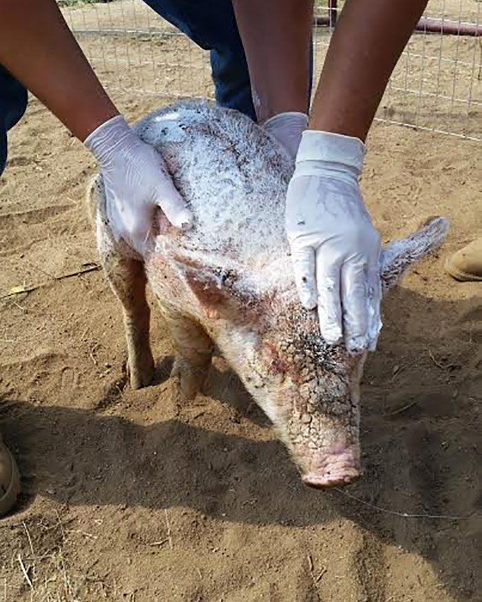 Dying Piglet Abandoned At Shelter Goes Through Miraculous Transformation