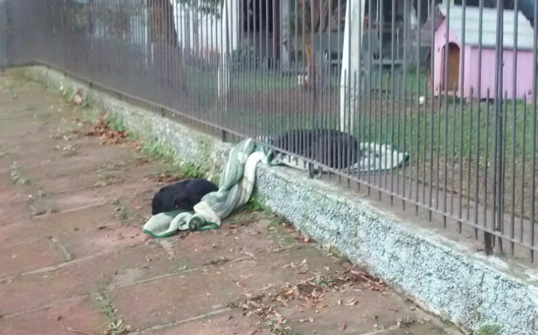 Woman Surprised To See Her Puppy Drag Its New Blanket Outside, But Then She Sees This