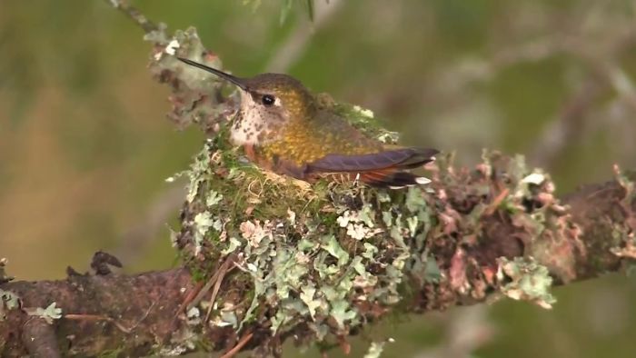 I’ve Been Filming A Hummingbird For Over 2 Months As It Made A Nest And Raised A Chick