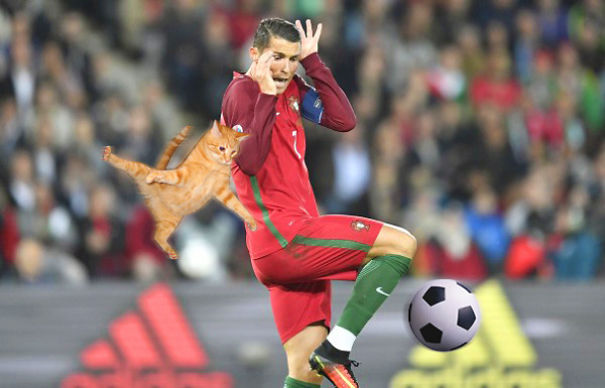 Ronaldo Vs Cat! Who Will Win?