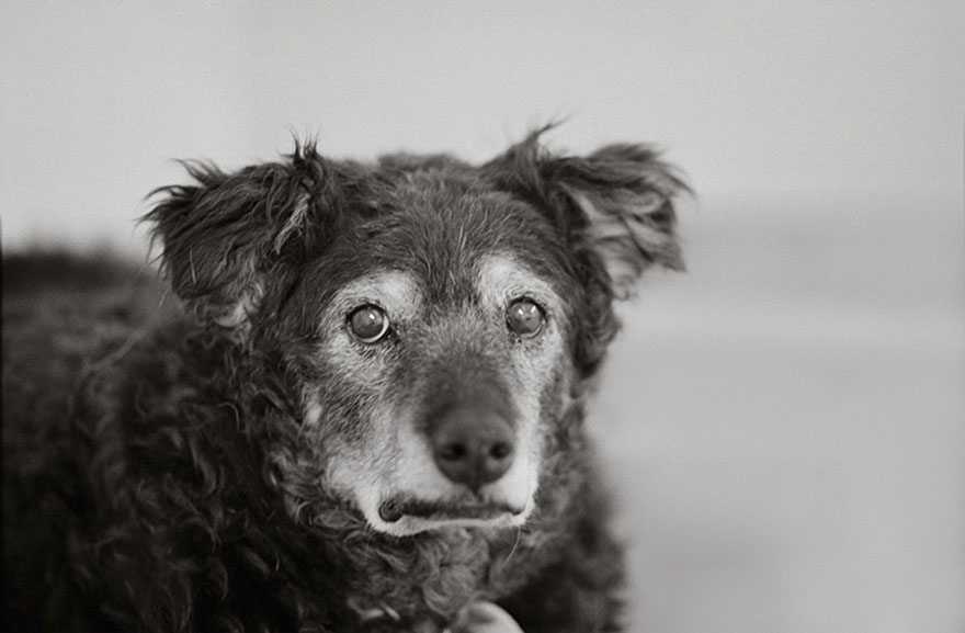 Curley, 14 Years Old, Kanab, Utah, Best Friends Animal Society