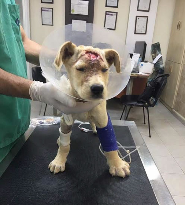 This Homeless Puppy Was Shot Dozens Of Times In Head, But She Kept Fighting For Her Life