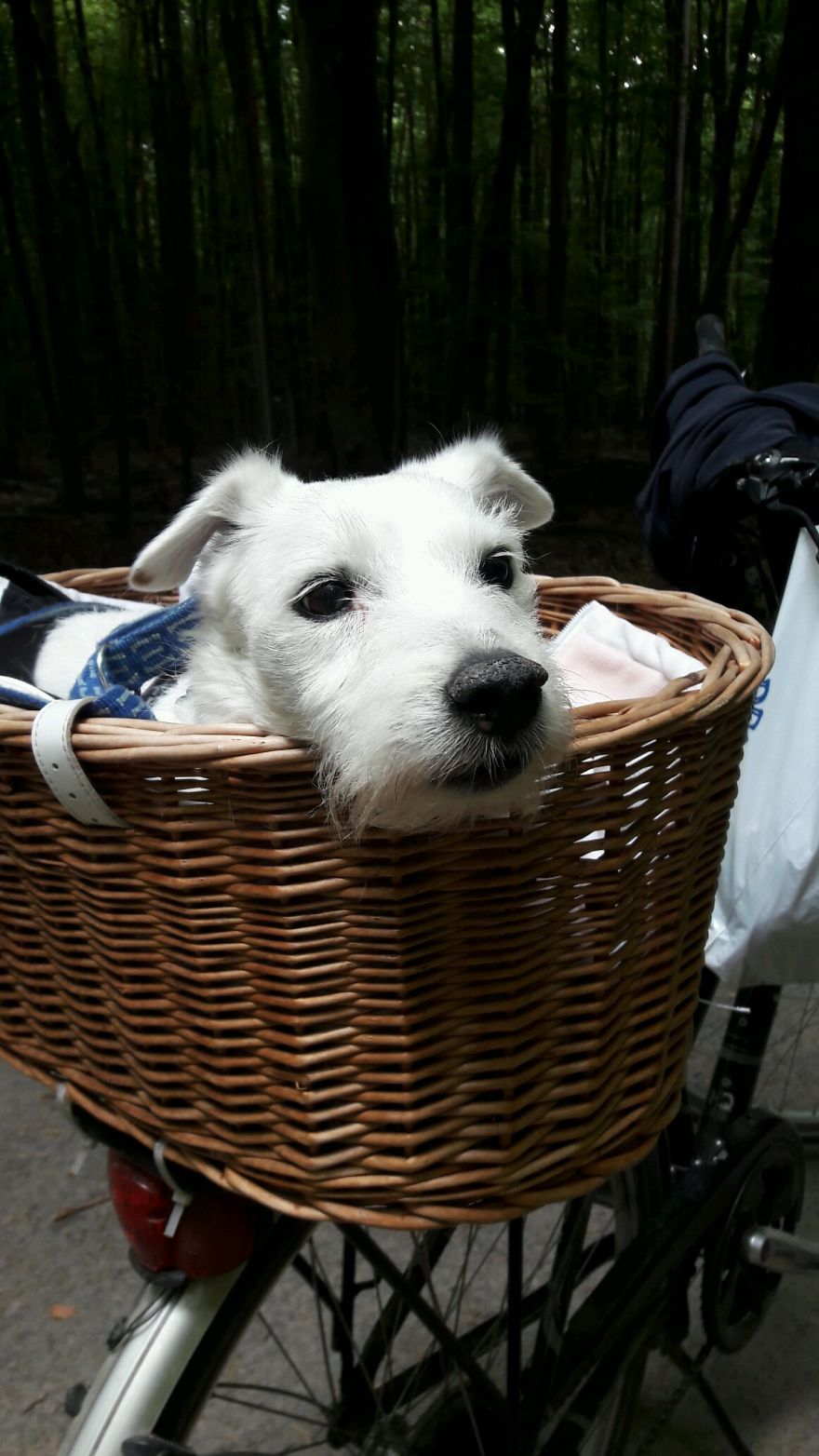 Adventurer, Nearly 14 Year Young Jack Russel / Parson Terrier (probabley Looking For His Frisee), Seligenstadt / Germany