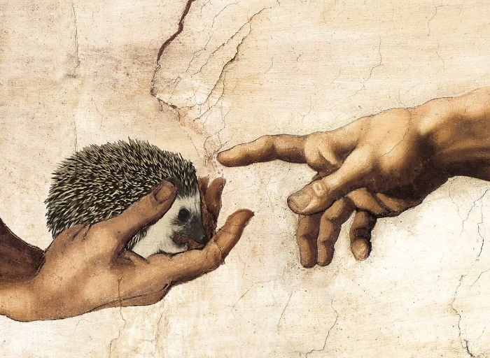 Michelangelo's Hedgehog