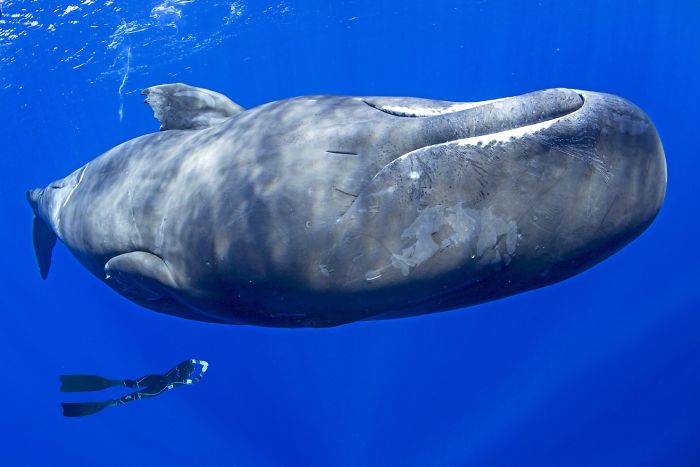 Photographer Captures Incredibly Rare Sight Of Sperm Whales Sleeping