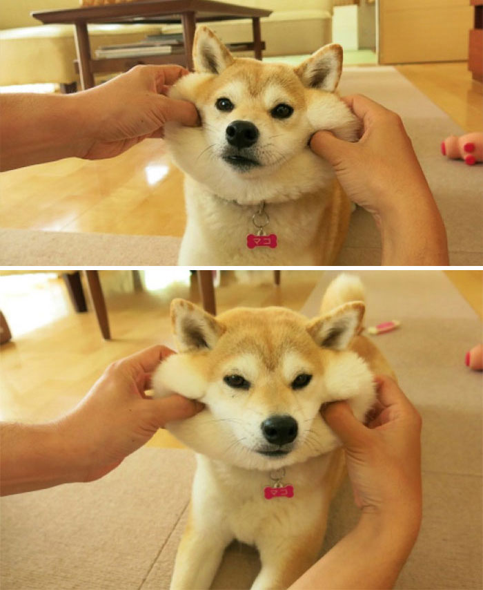 Squishy Dog Cheeks