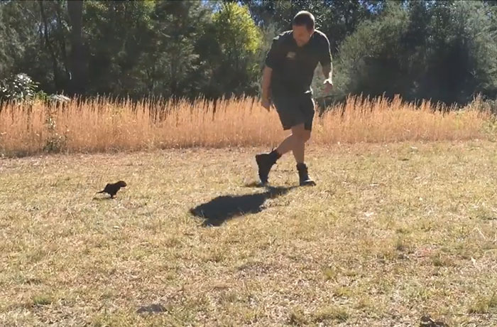 Baby Tasmanian Devil Is So In Love With His Human It Follows Him Everywhere He Goes