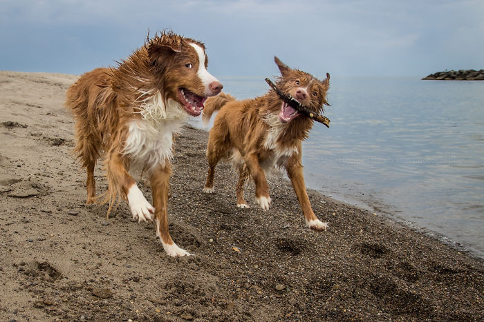 Dogs Exploring The World In The Most Adorable Way