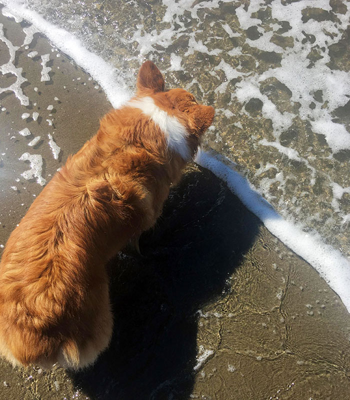 My Dog's White Stripe Lines Up Perfectly With The Water's Edge