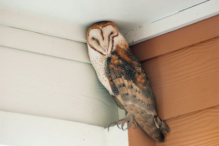 Sleepy Barn Owl Finds Camouflage On My Back Porch
