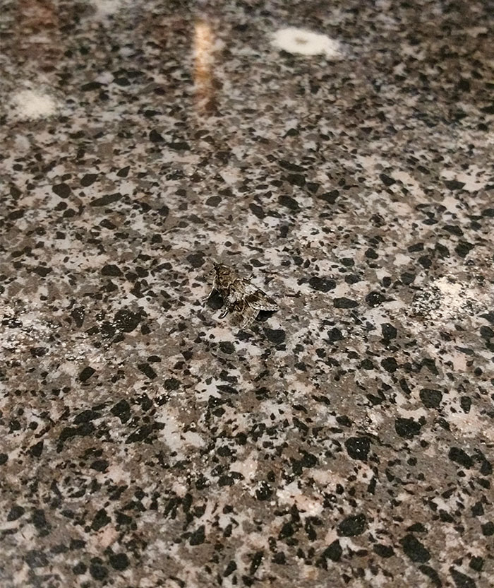 This Moth Perfectly Camouflaged Into The Bar Top