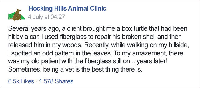 turtle-shell-repair-vet-reunited-old-patient-hocking-hills-animal-clinic-1 (2)